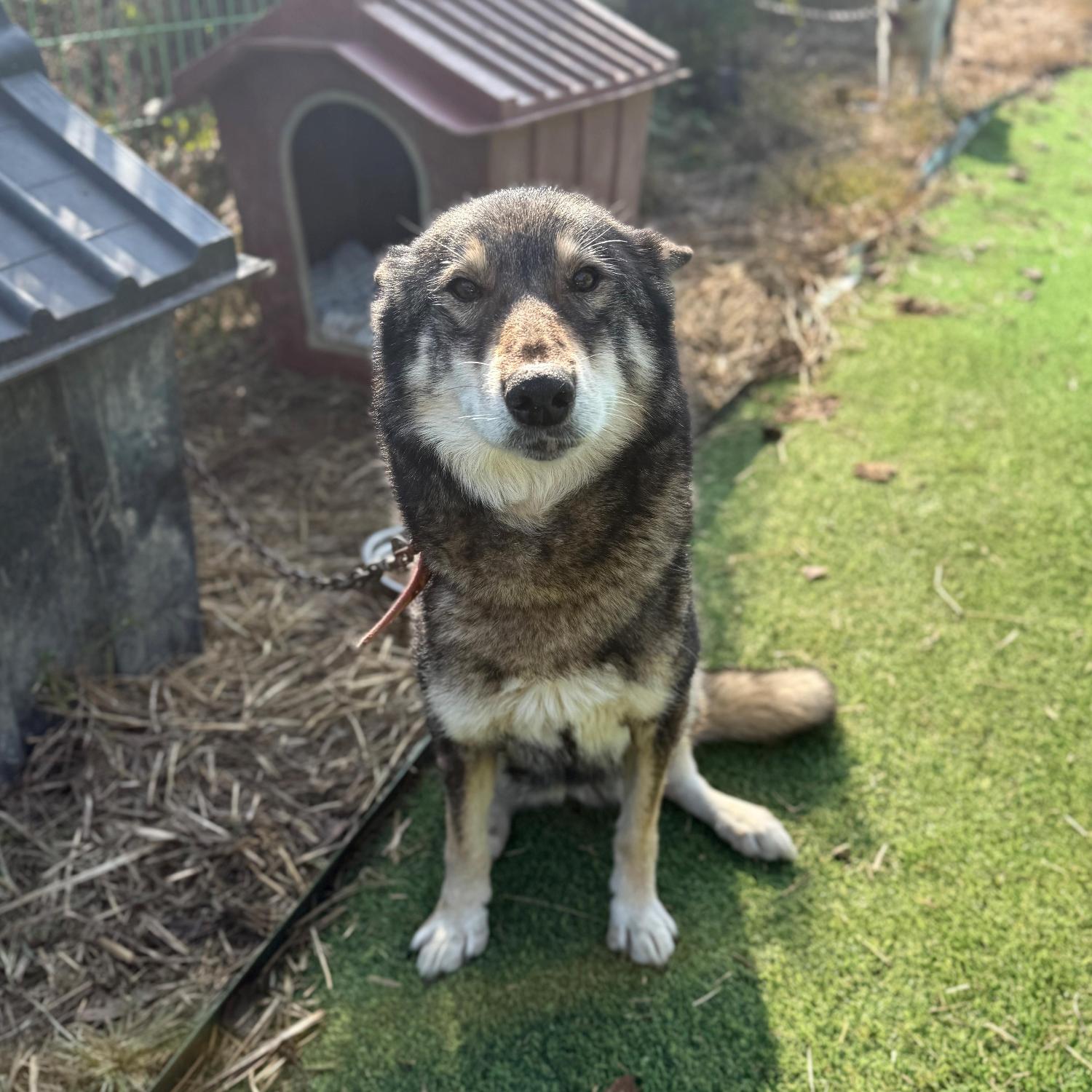 보호중 라이카의 가…